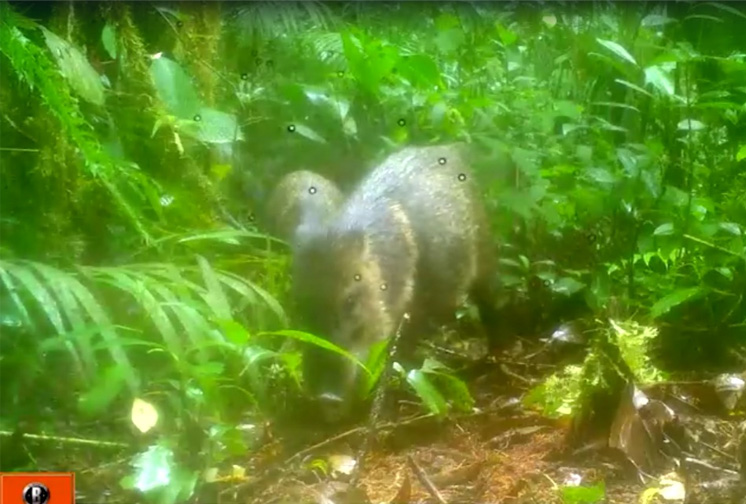 A través de cámaras trampa, Cortolima registró en el Bosque de Galilea la presencia de tres mamíferos que no se veían en esta zona